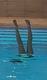synchronschwimmen